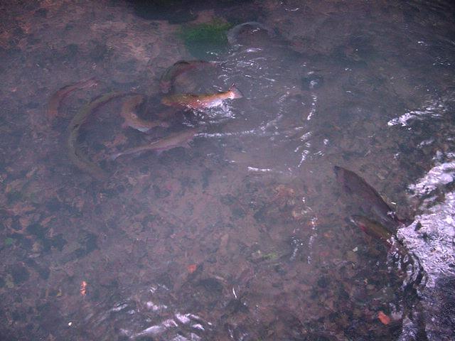DSC00089