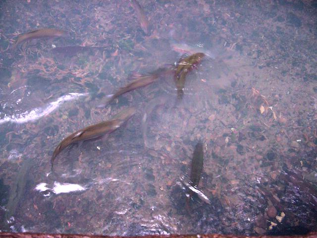 DSC00088